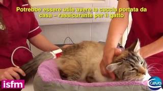 Misurazione della pressione nel gatto [upl. by Elfstan]