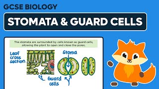 Stomata amp Guard Cells  GCSE Biology [upl. by Paolo238]