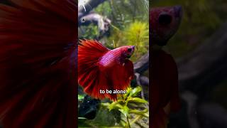 Top 3 BEST Tank Mates For Betta Fish [upl. by Ehrsam]