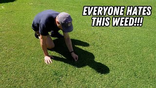 ALL of the ways to kill Paspalum   the best chemical free method [upl. by Rehpotsirhk]