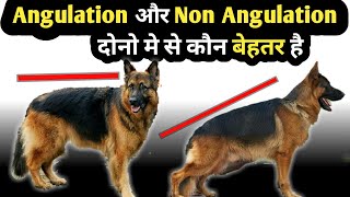 Angulation German Shepherd vs Non Angulation German Shepherd  Which is best [upl. by Hawkins103]