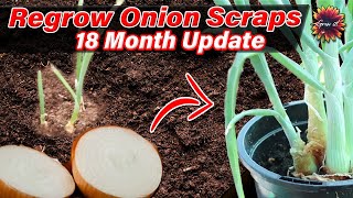 Regrowing Onions From Scraps  18 Months Later  New Onions For 2022 How Many Can I Grow [upl. by Anirbus106]