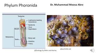 Phylum Phoronida [upl. by Kattie]