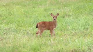 Baby fawns walking ahead of mom Wildlife [upl. by Yahsed]