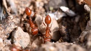 Red harvester ants  Pogonomyrmex maricopa [upl. by Barn]