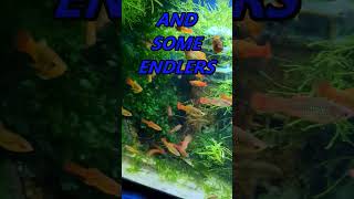 VARIATUS PLATYS aquariumlivebearer platyendlernygoldaquariumhobby [upl. by Caundra]