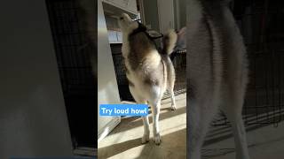 funny husky talkingdog cactus copycat dog doglover dogs [upl. by Joni]