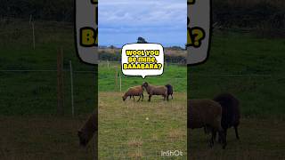 Baabara and Ramsey Get No Privacy 🤣 shorts farm funny [upl. by Reiter]