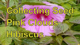 How to Collecting Seed from Hardy Hibiscus Perennial Plants [upl. by Anni]