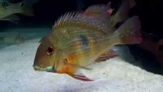 Geophagus Brachybranchus [upl. by Philbert381]