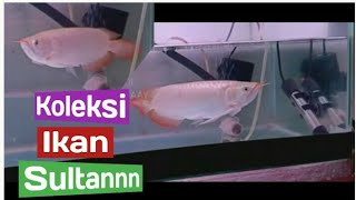 Merawat ikan arwana  ikan hias mahal ChanLieHaay [upl. by Nairbal]