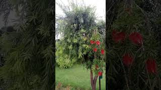 Callistemon spp  Bottle brush  Myrtaceae [upl. by Kristoforo943]