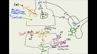 NMDA receptor types amp excitotoxicity Sept 2024 [upl. by Ahsinauq]