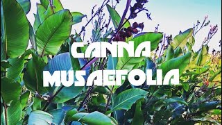 CANNA MUSAEFOLIA [upl. by Enneiviv]