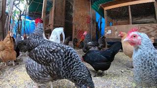 Back Yard Chickens Continuous Footage Rooster Crowing Hens Clucking [upl. by Airb]