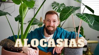 Alocasia Care Guide  Secrets to Thriving Elephant Ears [upl. by Hsinam]