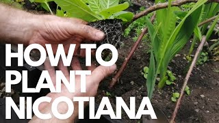 How to plant nicotiana [upl. by Ulrike]