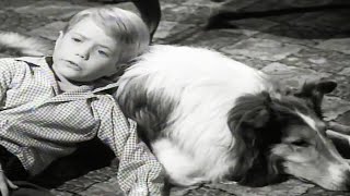 Lassie  The Crash  Lassie English Full Episodes  Old Cartoons  Videos For Kids [upl. by Rramal]