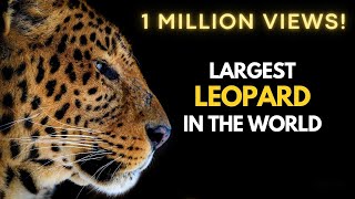 Largest Leopard in the World [upl. by Slyke]