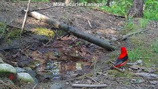 Male Scarlet Tanager Singing at the stream [upl. by Haeckel611]