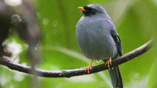 Jilguero Costa Rica Myadestes Melanops Valle Central [upl. by Aniuqaoj]