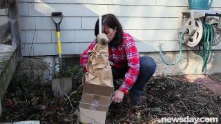 How to Protect a Fig Tree During the Winter [upl. by Rayna]