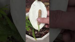 How to propagate Peace Lily from flower shorts short shortsvideo [upl. by Cade]