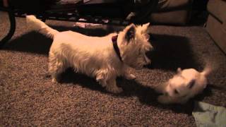 Westie Puppies Wrestle and Play with Parents [upl. by Lednew]