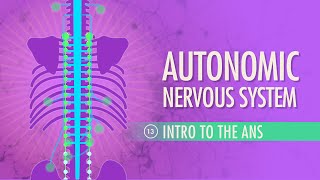 Autonomic Nervous System Crash Course Anatomy amp Physiology 13 [upl. by Pubilis]