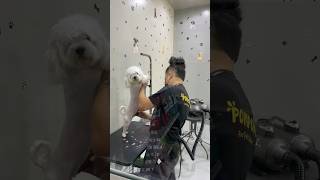 Cute Dog getting groomed [upl. by Raina799]