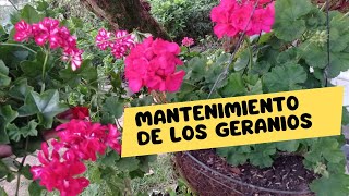 MANTENIMIENTO DE LOS GERANIOS [upl. by Gerta]