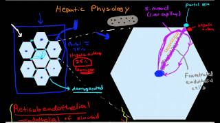 Hepatic Physiology 3 Sinusoids amp Surrounding Cells [upl. by Doughman]