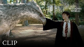 Meet Buckbeak  Harry Potter and the Prisoner of the Azkaban [upl. by Leahpar]