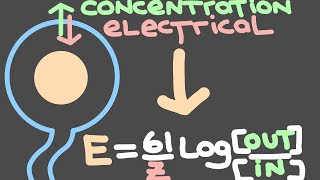 17 The Nernst Equation and the equilibrium potential  Electrical signaling in neurons [upl. by Benetta]