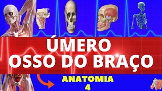 APRENDA OS ACIDENTES ÓSSEOS DO ÚMERO  OSSO DO BRAÇO  ANATOMIA DO ÚMERO [upl. by Loughlin502]