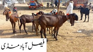 Faisalabad Bakra MandiNew UpdateFM Animals0300669828420•11•2024 [upl. by Jeanne]