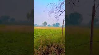 Hum Tumhe Chahte Hai Aise 🥰🥰🥰 music bollywood song village [upl. by Cleres664]