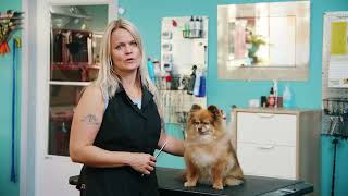 Why Groomers Swear by ZYMOX for Healthy Happy Pets [upl. by Nylidnam]