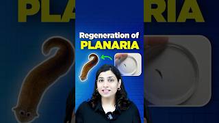 Regeneration of Planaria neetbiology riturattewal neet2025 neetbiologypreparation [upl. by Aerdnna]