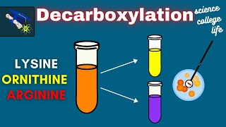 Amino Acid Decarboxylation Test  Microbiology Lab [upl. by Aicylla]