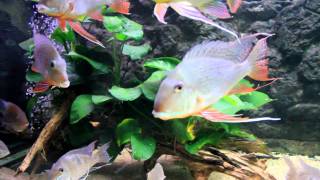 South American Cichlids Tank [upl. by Ahsinrac]