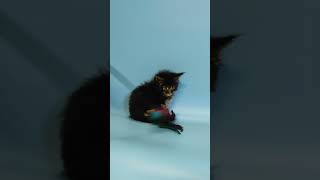 Rosalina Black Blotched Tabby Maine Coon Female Kitten Available Now  Purebred Kitties [upl. by Aisetra]