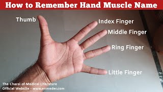 How to Remember Hand Muscle Name  Upper Limb Anatomy  TCML [upl. by Aihsiek947]