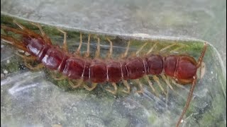 Ciempiés rojo Lithobius forficatus Cuidado ¡Peligro GONZALO [upl. by Sibelle]