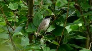 Eurasian Blackcap singing  Mönchsgrasmücke singt [upl. by Rosinski114]