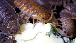 Isopods Eat Gorgonzola [upl. by Billmyre907]