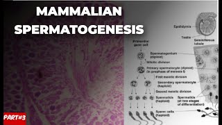 Mamalian spermatogenesis part 3  By Hamna Khatoon [upl. by Melissa]