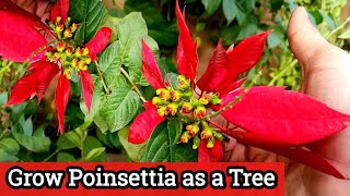 How to grow Poinsettia plant as a tree  Poinsettia care and tips  Christmas plant tree [upl. by Flin]