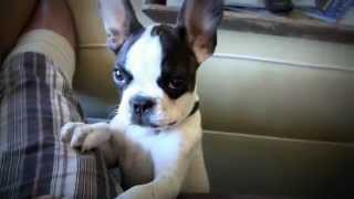 French Bulldog That Can Talk Talking Frenchie [upl. by Coffin]