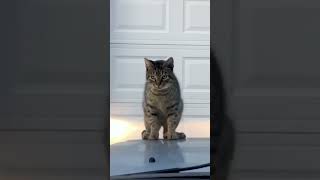 Cars scare catscatvideos funny [upl. by Gideon]